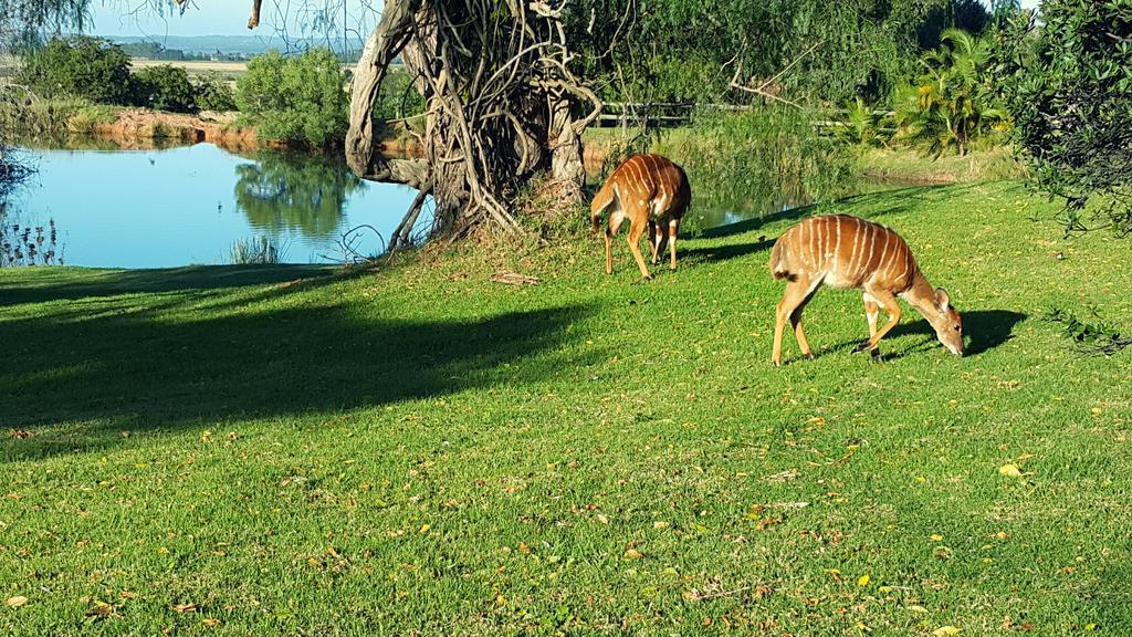 Plettenberg Bay Game Reserve: The Baroness Safari Lodge Eksteriør billede