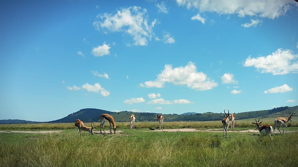 Plettenberg Bay Game Reserve: The Baroness Safari Lodge Eksteriør billede