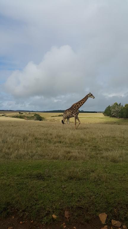 Plettenberg Bay Game Reserve: The Baroness Safari Lodge Eksteriør billede