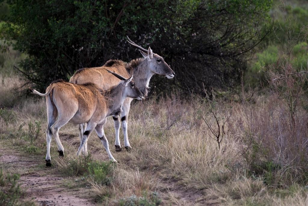 Plettenberg Bay Game Reserve: The Baroness Safari Lodge Eksteriør billede