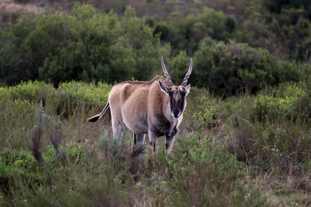 Plettenberg Bay Game Reserve: The Baroness Safari Lodge Eksteriør billede
