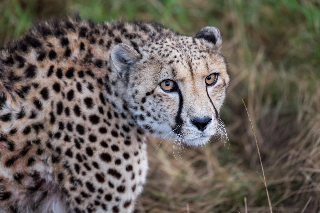Plettenberg Bay Game Reserve: The Baroness Safari Lodge Eksteriør billede
